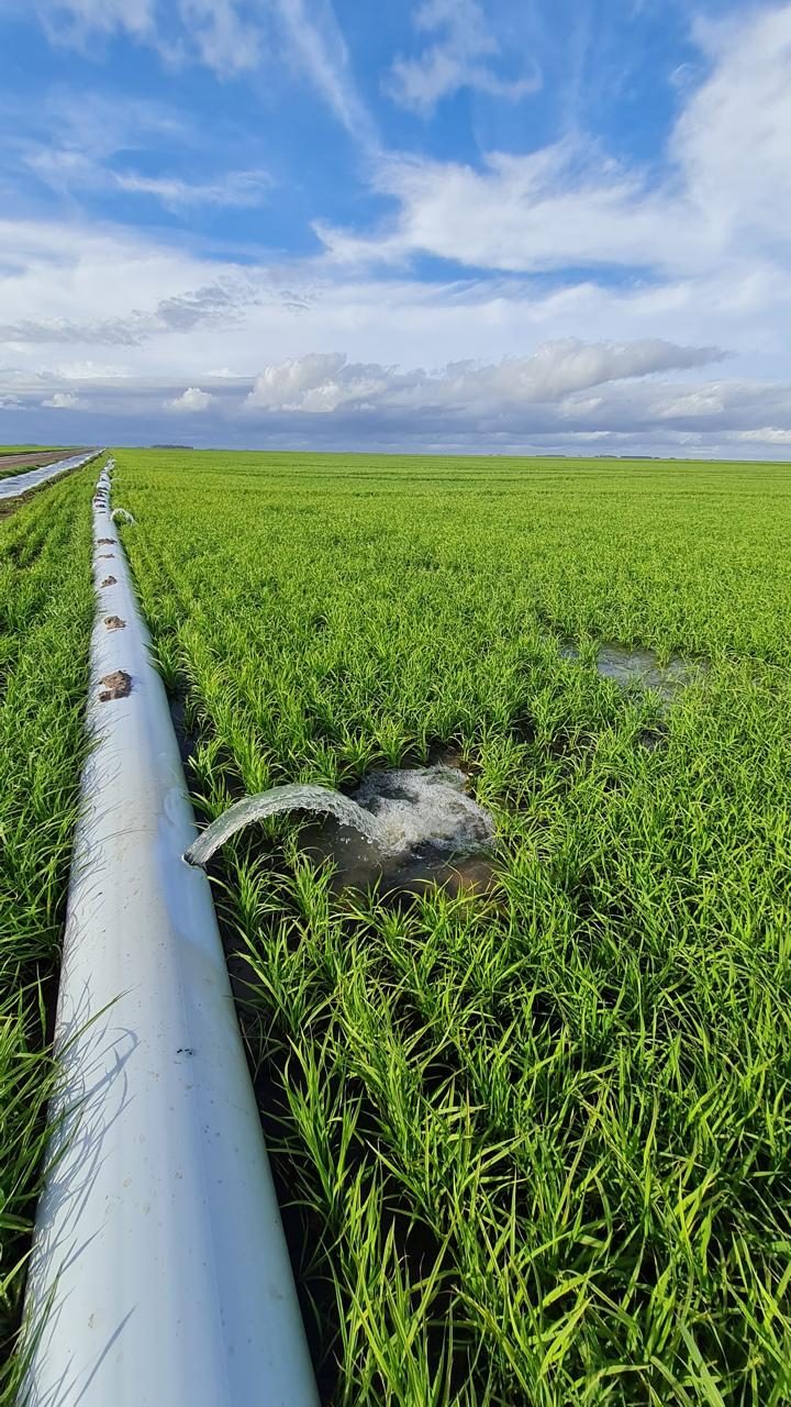 Irrigação de arroz