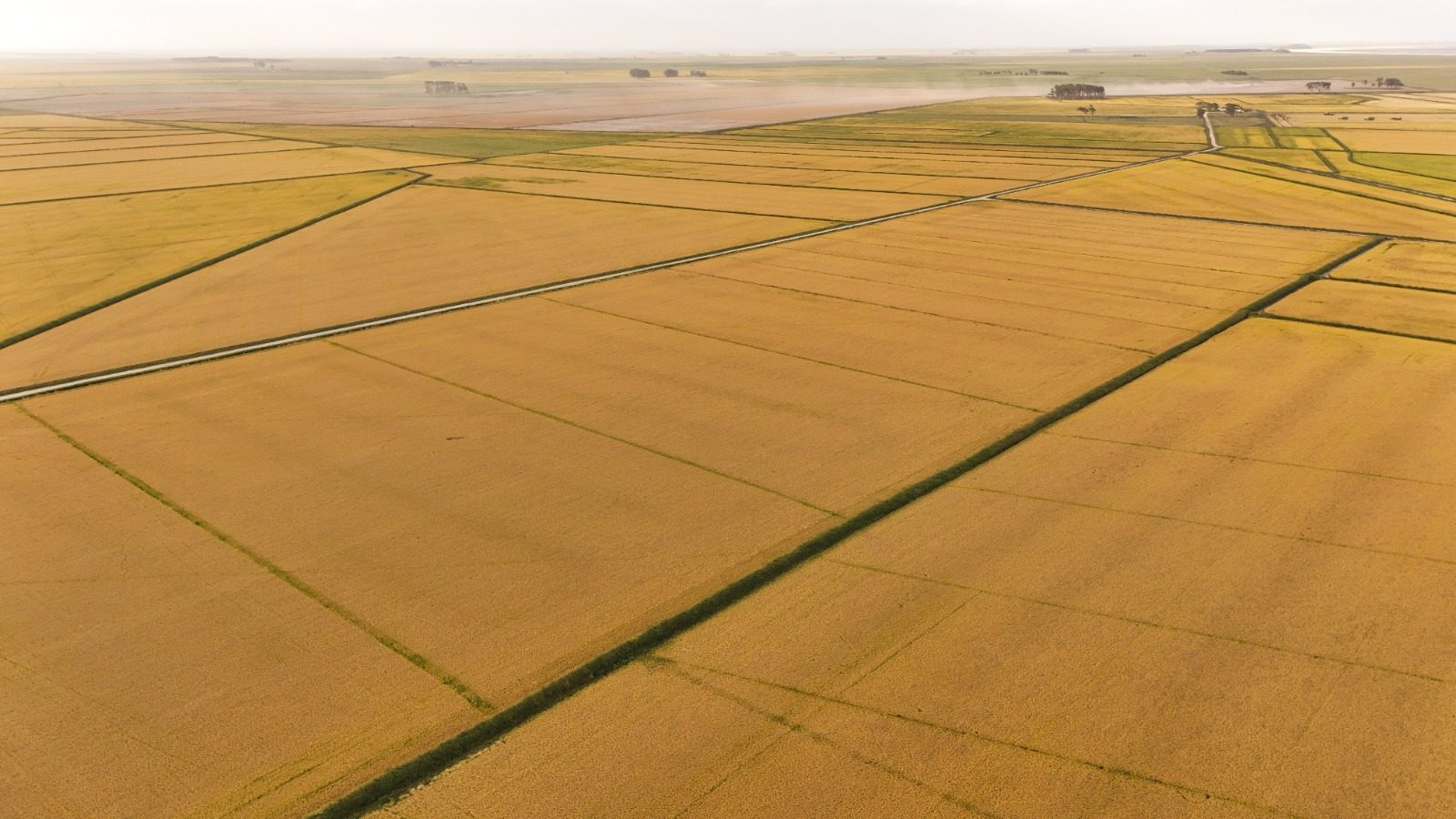 Talhões de arroz dourados